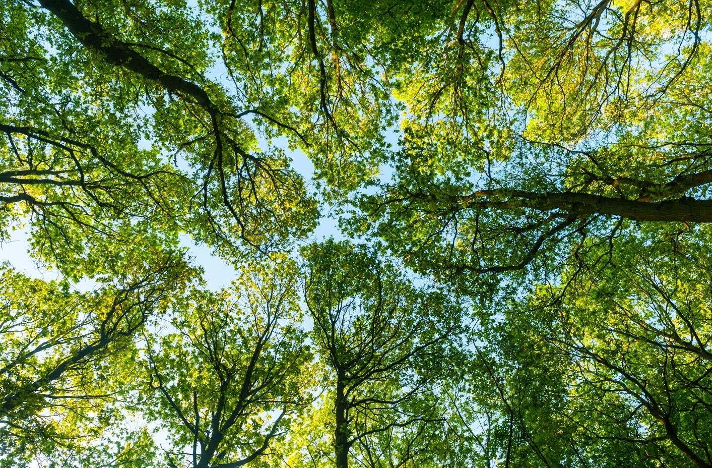 Copia di Volantini Coniglio QV Copia di Volantini Coniglio QV